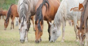 How to Use Genetic Testing in Arabian Horse Breeding