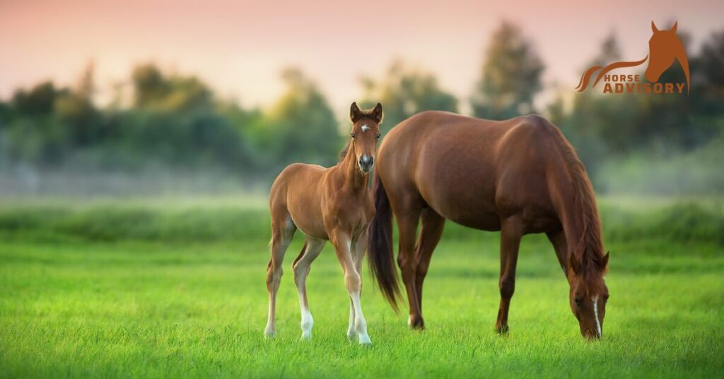 Selecting the Right Arabian Stallion and Mare for Breeding