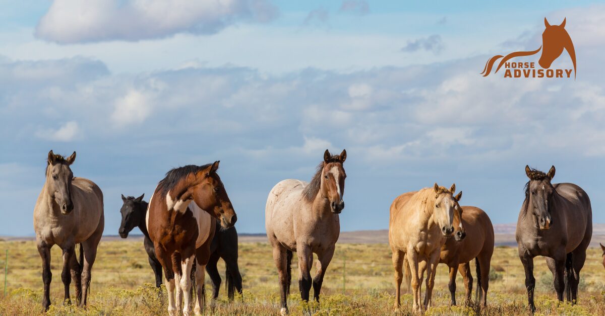 Understanding the Breeding Cycle of Arabian Horses